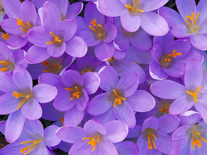 Crocus Shelbyville Kentucky HD, ดอกไม้, เคนตั๊กกี้, ดอกดิน, เชลบีวิลล์, วอลล์เปเปอร์ HD