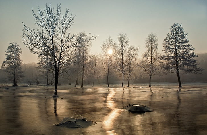Bäume, Frost, Bäume, Frost, Eis, Sonne, HD-Hintergrundbild