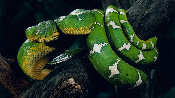 tessile floreale verde e giallo, natura, animali, serpente, Sfondo HD