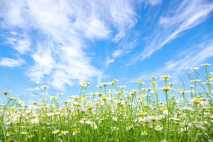 campo de flores do céu azul e margarida, HD papel de parede