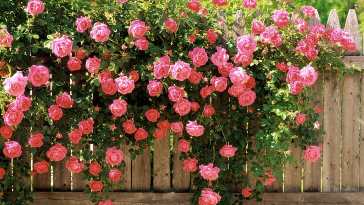 роза, ограда, фотография, HD тапет