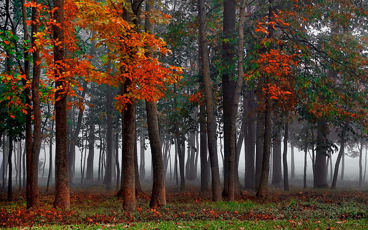 Las, mgła, jesień, drzewa, Las, Mgła, Jesień, Drzewa, Tapety HD