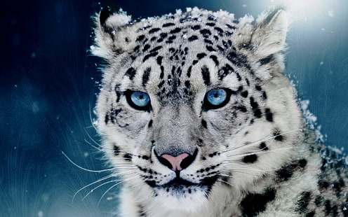 leopardo da neve, leopardos da neve, leopardo (animal), animais, grandes felinos, gato, ciano, olhos azuis, nevando, HD papel de parede HD wallpaper