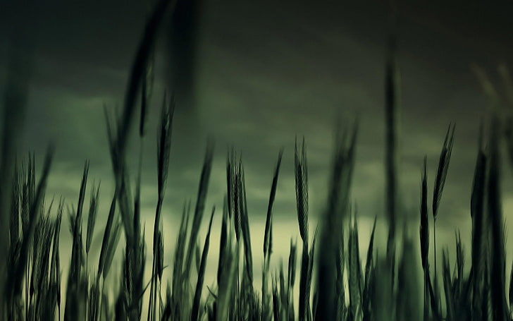 gros plan photo d'herbes vertes, nature, Fond d'écran HD