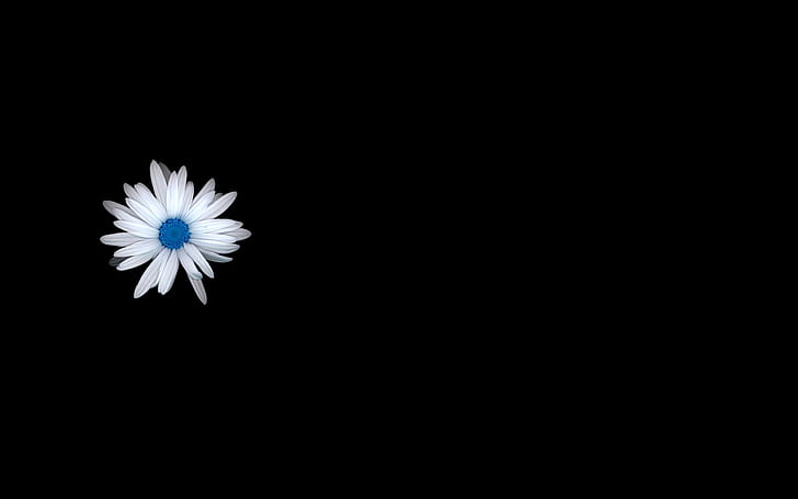 Bunga Hitam HD, daisy putih dan biru, alam, hitam, bunga, Wallpaper HD