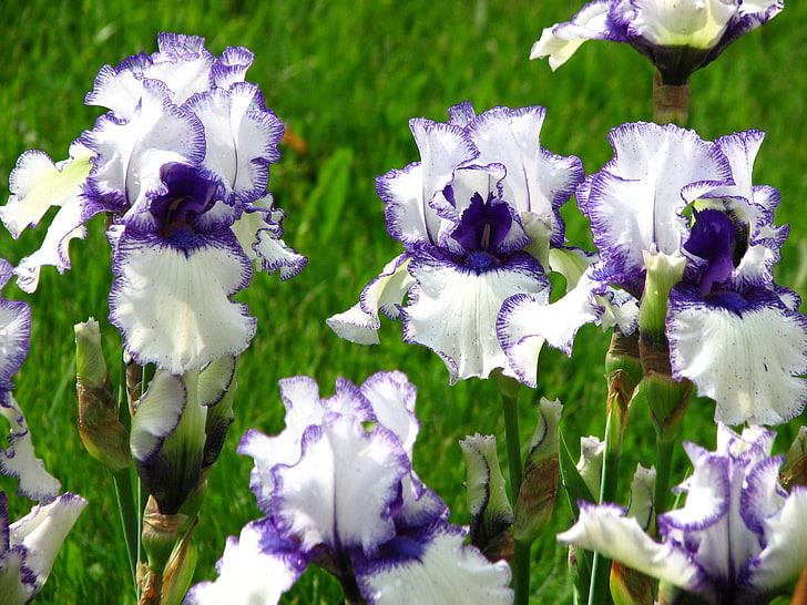 flores de pétalos blancos y morados, flores, foto, iris, Orinoco, Fondo de pantalla HD