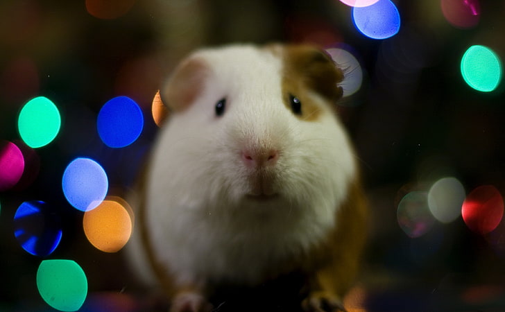 Guinea Pig Christmas, white and brown guinea pig, Holidays, Christmas, Funny, Animal, Cute, pets, Guinea Pig, HD wallpaper