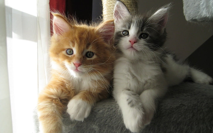 dua kucing kucing abu-abu dan coklat, kucing, anak kucing, binatang, Wallpaper HD