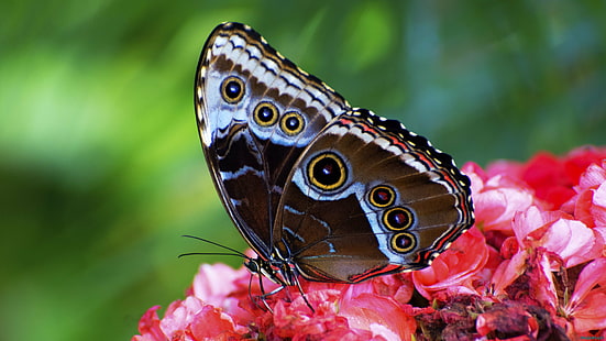 brun och svart fjäril på röd blomma, insekt, fjäril - insekt, natur, djur, djur vinge, skönhet i naturen, flerfärgad, sommar, närbild, HD tapet HD wallpaper