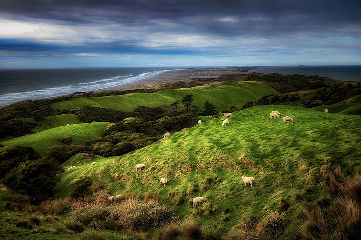 coast, sheep, New Zealand, Farewell Spit, HD wallpaper