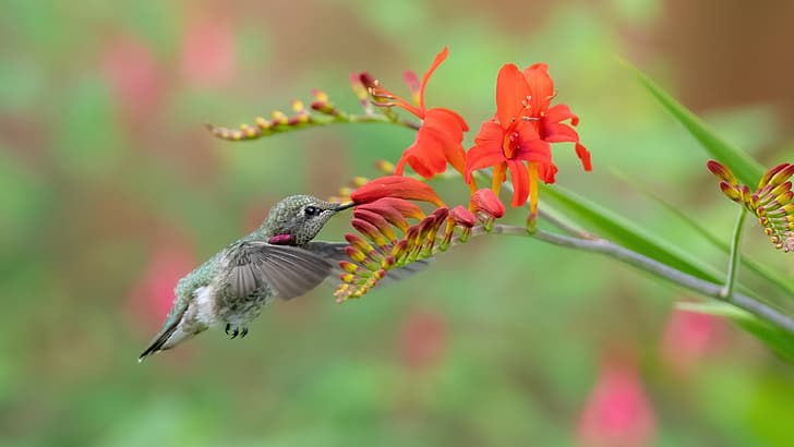 verano, flores, pájaro, colibrí, rojo, comida, Fondo de pantalla HD