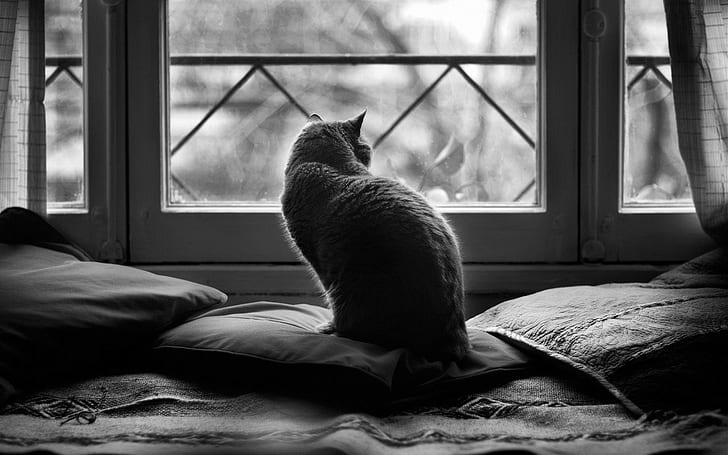cat, cushions, monochrome, window, animals, HD wallpaper