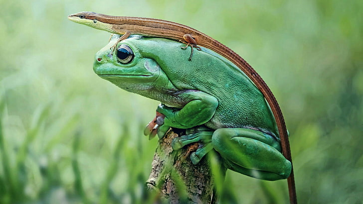 frog, funny, cute, lizard, grass, close up, HD wallpaper