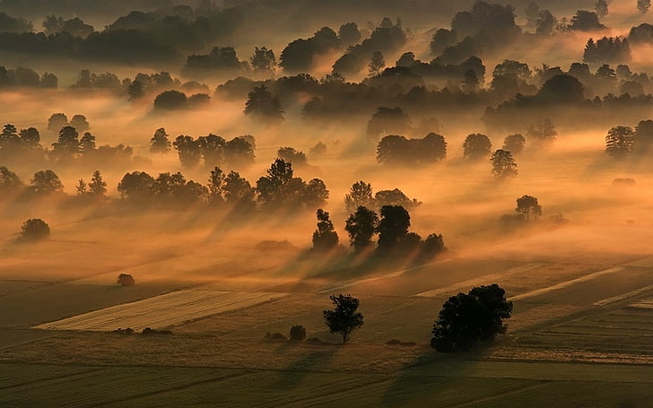 nature, landscape, mist, trees, sunlight, field, HD wallpaper