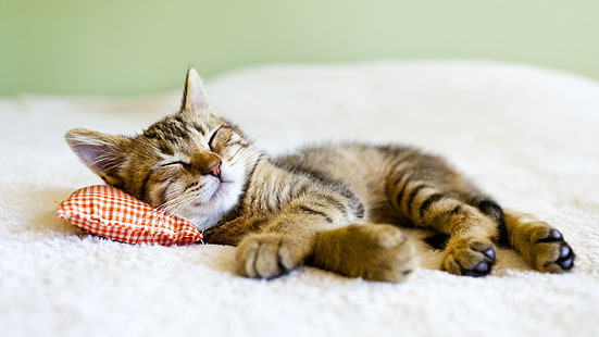 cat, domestic cat, cute, sleeping, whiskers, kitten, short haired cat, paw, pillow, sleep, fur, tabby cat, checked, checkered, HD wallpaper HD wallpaper