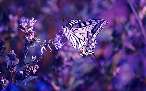 Papillon, fleurs, insecte, plante, fond violet, papillon, fleurs, insecte, plante, violet, fond, Fond d'écran HD HD wallpaper