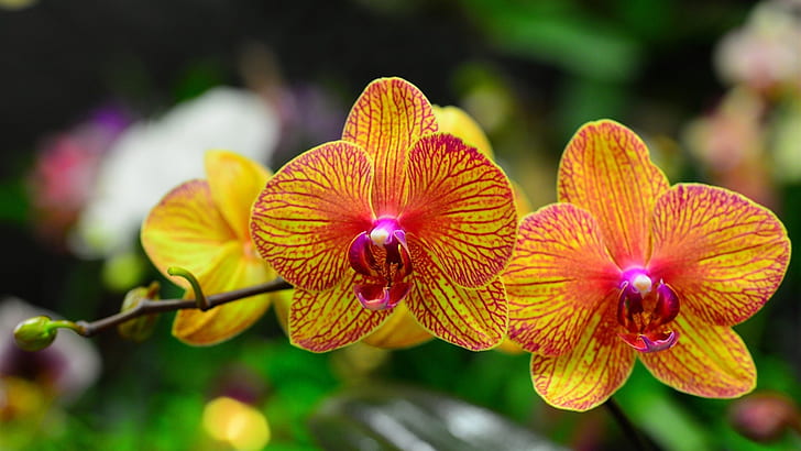Pétalas de orquídea, phalaenopsis, vermelho laranja, Orquídea, pétalas, Phalaenopsis, laranja, vermelho, HD papel de parede