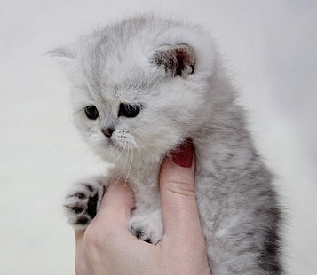 weiße Perserkatze, Tiere, Kätzchen, Katze, HD-Hintergrundbild HD wallpaper