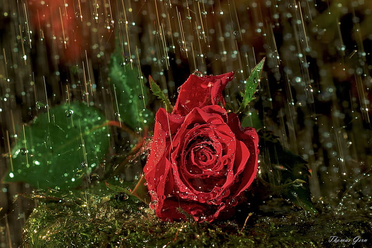 Romantic rain HD wallpapers free download | Wallpaperbetter