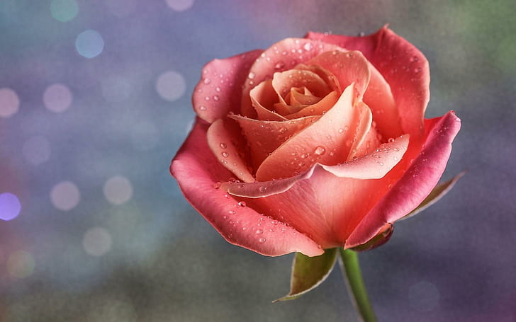 Kelopak Tetes Pink Rose Bud Resolusi Tinggi, bunga merah dan oranye, bunga, tetes, tinggi, kelopak, pink, resolusi, mawar, Wallpaper HD