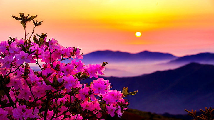 ตอนเช้า, ดอกไม้, สีชมพู, พระอาทิตย์ตก, ดวงอาทิตย์, ภูเขา, ดอกไม้, วอลล์เปเปอร์ HD