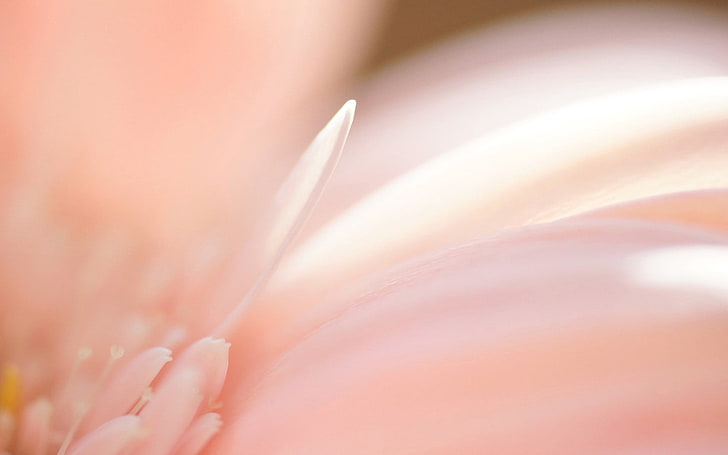 pink Gerbera daisy flower, petals, plant, background, blur, HD wallpaper