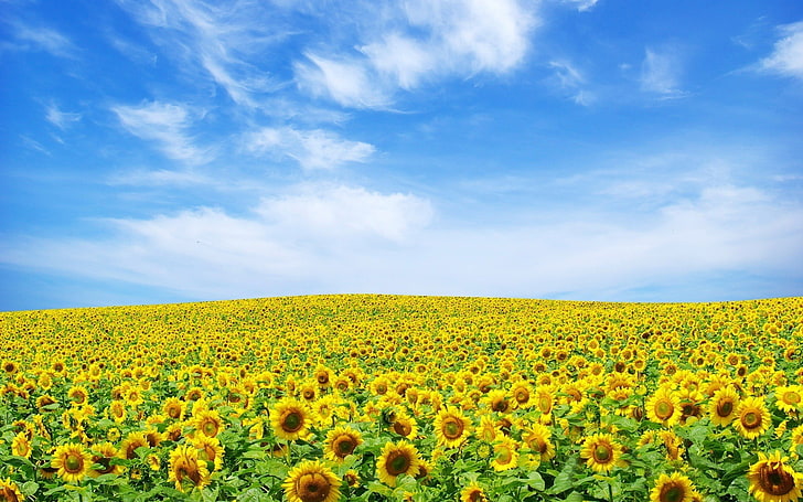 sunflower meadow, landscape, sky, sunflowers, flowers, field, HD wallpaper
