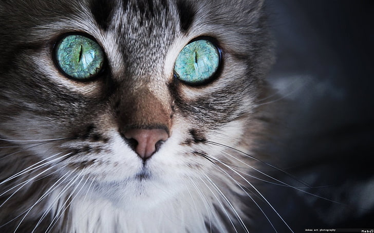 긴 모피 회색 고양이, 고양이, 파란 눈, HD 배경 화면