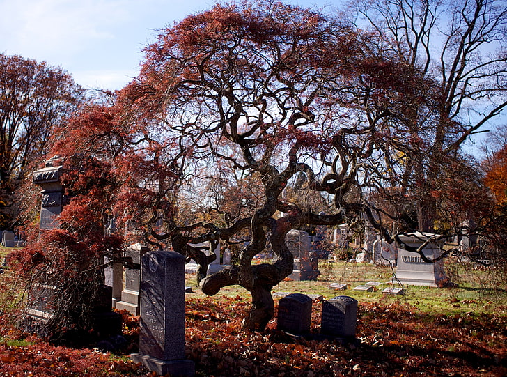 Halloween Cemetery, Holidays, Halloween, Graves, Autumn, Trees, Brooklyn, Fall, new york, headstones, Greenwood Cemetery, HD wallpaper
