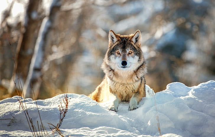 オオカミの雪原に横たわって、リラックス、オオカミ、雪原、バーデンヴュルテンベルク州、ヤーレスツァイテン、場所、自然、屋外、シュニー、シュヴァルツヴァルト、Umwelt、オオカミ、 HDデスクトップの壁紙
