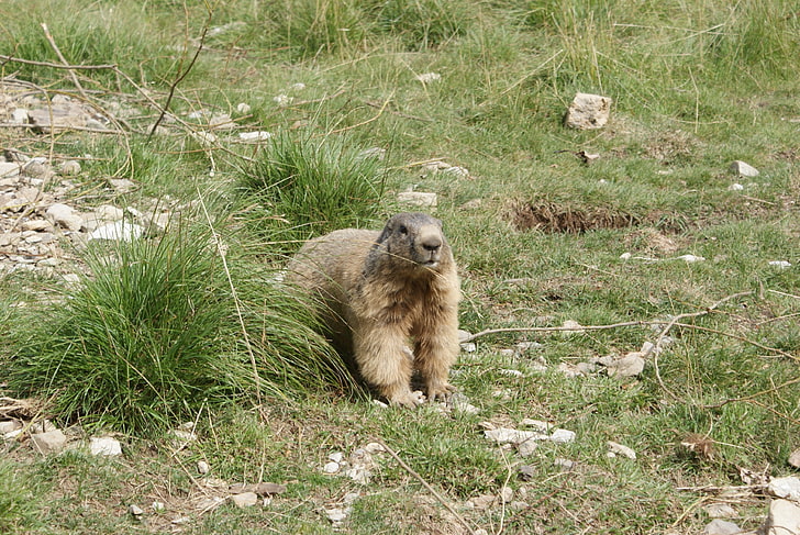 gray animal, marmot, walking, grass, animal, HD wallpaper