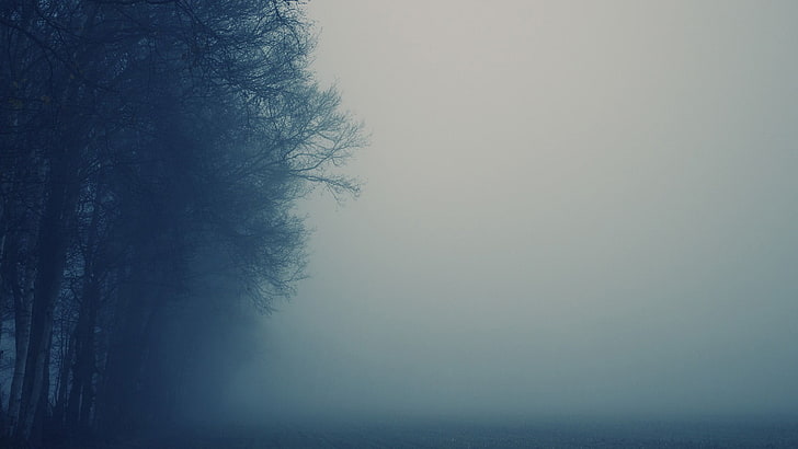 Natur, Nebel, Wald, Landschaft, Bäume, HD-Hintergrundbild