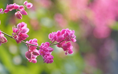 Pink flowers, blur background, spring, pink cluster flower, Pink, Flowers, Blur, Background, Spring, HD wallpaper HD wallpaper