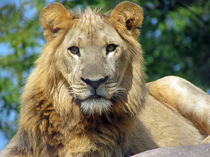 fotos incríveis de leão, HD papel de parede