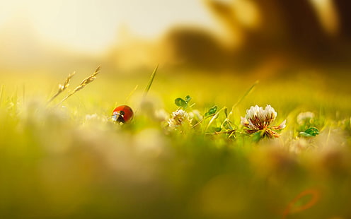 red and black ladybug, greens, summer, grass, macro, flowers, insects, background, Wallpaper, ladybug, blur, spring, morning, day, widescreen, full screen, HD wallpapers, HD wallpaper HD wallpaper