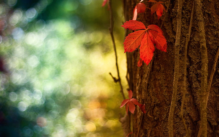 feuille brune, nature, macro, feuilles, Fond d'écran HD