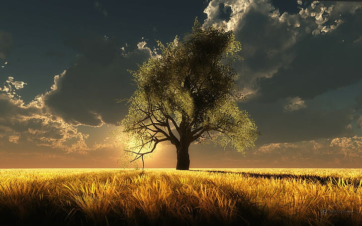 Tree Field CG Sunlight HD, jedno zielone drzewo liściaste w środku pola trawy o zmierzchu Zdjęcie krajobrazowe, cyfrowe / grafika, światło słoneczne, drzewo, pole, cg, Tapety HD