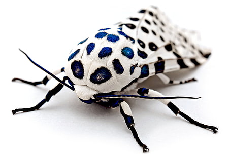 giant leopard moth, insect, macro, blurred, white, animals, moth, HD wallpaper HD wallpaper