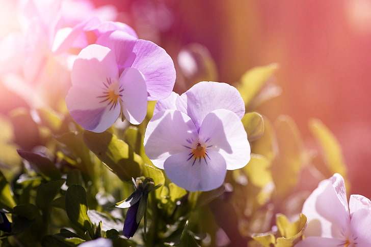 Garten, Stiefmütterchen Blumen, HD-Hintergrundbild