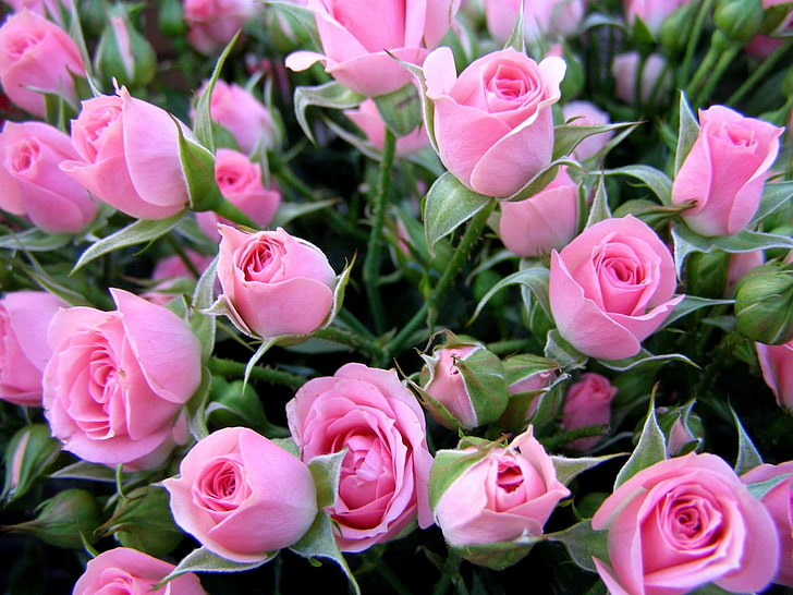 composizione floreale rosa rosa, rose, fiori, bouquet, delicato, gemme, Sfondo HD