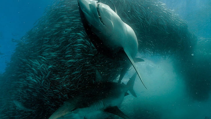tubarão, mar, animais, natureza, HD papel de parede