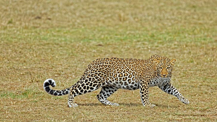 สัตว์ป่า ธรรมชาติ แมว แมวใหญ่ เลี้ยงลูกด้วยนม เสือดาว, วอลล์เปเปอร์ HD