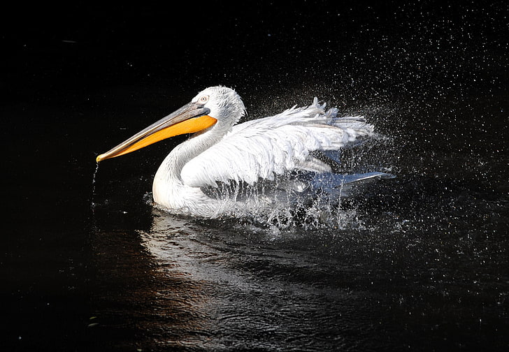 white pelican, pelican, bird, swim, black background, beak, HD wallpaper