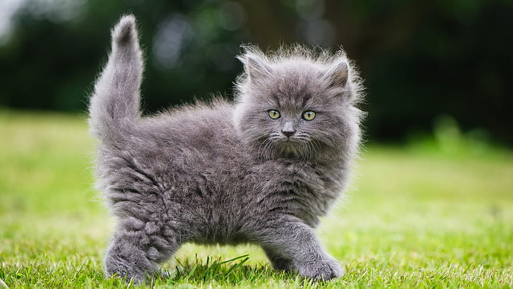cute, kitten, kitty, cat, mammal, grass, fluffy, whiskers, fluffy cat, fluffy kitten, domestic cat, domestic long haired cat, HD wallpaper