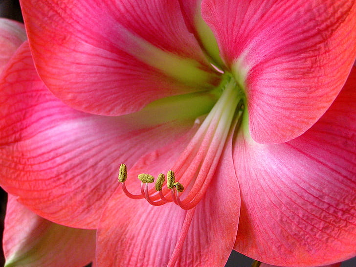 flor rosada, estambres, rosa, flor, macro, curvilínea, amarilis, naturaleza, planta, pétalo, color rosa, primer plano, cabeza de flor, belleza en la naturaleza, Fondo de pantalla HD