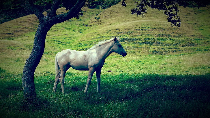 grün, grau, hügel, pferd, baum, weiß, weißes pferd, HD-Hintergrundbild