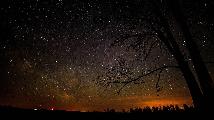 звёзды, силуэт, деревья, ночное небо, HD обои