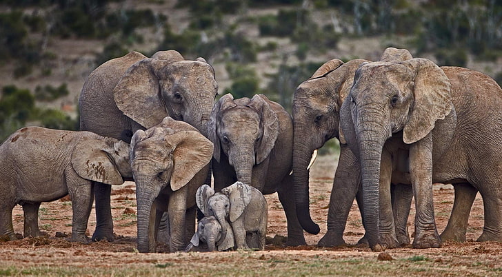 الفيل والحيوانات، خلفية HD