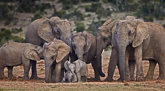 الفيل والحيوانات، خلفية HD HD wallpaper
