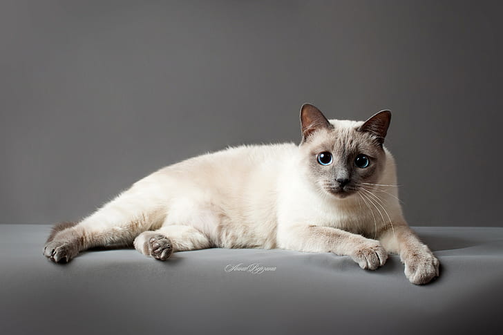 Gato tailandês, gato branco e marrom, gato tailandês, gato, olhos de gato, fundo cinza, HD papel de parede